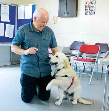 Canine and dog owner behaviour insights for Carew WI