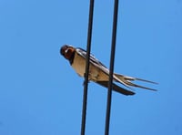 Has Spring sprung? Dai wins bet as first swallow is sighted!