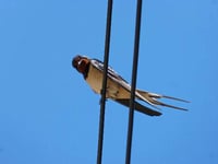 Has Spring sprung? Dai wins bet as first swallow is sighted!