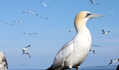 The Private Life of the Gannet at Tenby Museum