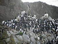 Protect seabirds: Share Marine Code