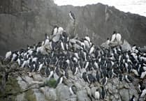 Share Pembrokeshire Marine Code to protect seabirds