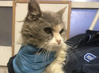 Search for owner of matted cat found in Clynderwen