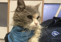 Search for owner of matted cat found in Clynderwen