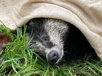 Injured Bryony the badger rescued by staff at Llys Y Frân