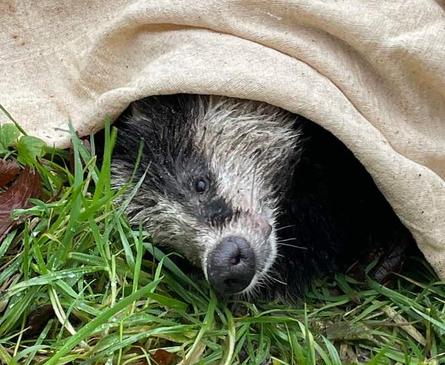 Injured Bryony the badger rescued by staff at Llys Y Frân