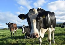 NFU Cymru members to discuss bovine TB at Pembrokeshire meeting