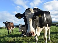NFU Cymru members to discuss bovine TB at Pembrokeshire meeting