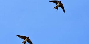 Swallow spotting a sure sign that spring is in the air