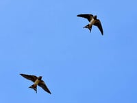 Swallow spotting a sure sign that spring is in the air