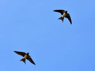 Swallow spotting a sure sign that spring is in the air