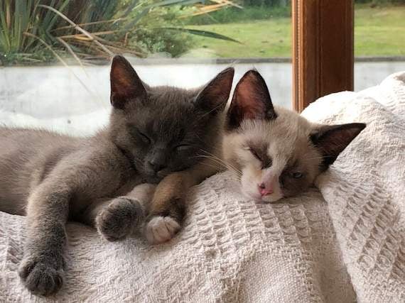 Can you help reunite Ted the cat with his sister and St Florence family