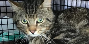 ‘Tonic’ the cat survives after being caught in 'barbaric' trap in Pembrokeshire
