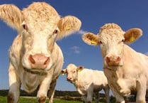 NFU Cymru survey shows one in five Welsh farmers were victims of crime last year