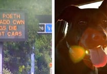 ‘Dogs die in hot cars’ campaign message to feature on Wales’ road warning signs