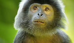 RSPCA ‘delighted’ as Welsh Government shifts position to back primate pet ban