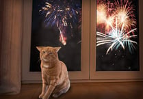 ‘Great news’ for animals as half of Wales’ local authorities have now backed fireworks action