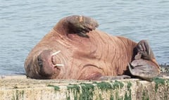 RSPCA urge walrus watchers to continue to ‘socially distance’ from Wally