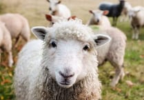 NFU Cymru welcomes new powers to tackle dog attacks on livestock