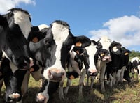 Dairy contracts should be fair to farmers, argues NFU county chair