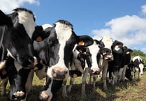 Dairy contracts should be fair to farmers, argues NFU county chair