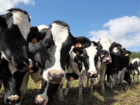 Dairy contracts should be fair to farmers, argues NFU county chair
