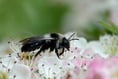 This World Bee Day (May 20), look out for solitary bees
