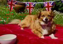RSPCA offers advice for pet owners ahead of the long weekend 