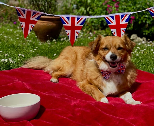 RSPCA offers advice for pet owners ahead of the long weekend 