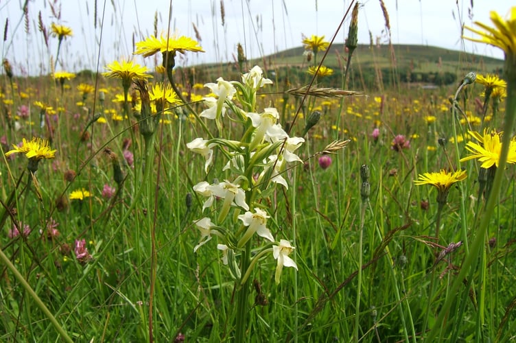 Greater Butterfly Orchid