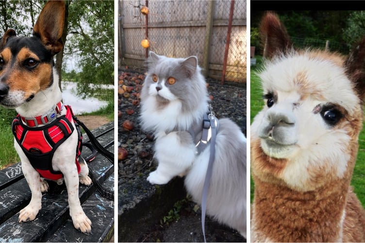 Pet competition examples