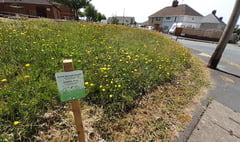 Pilot project for pollinators underway across Carmarthenshire