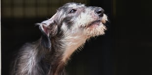 RSPCA top tips: What to do about barking dogs in your neighbourhood