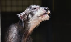 RSPCA top tips: What to do about barking dogs in your neighbourhood