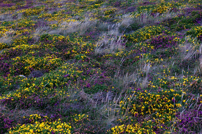Heather and gorse by Stuart Madeley is licensed under CC BY-NC-SA 2.0.