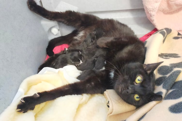 Newborn kittens Ramsey, Rodon, Bale, Morrell and Lockyer with their mum Artemisia