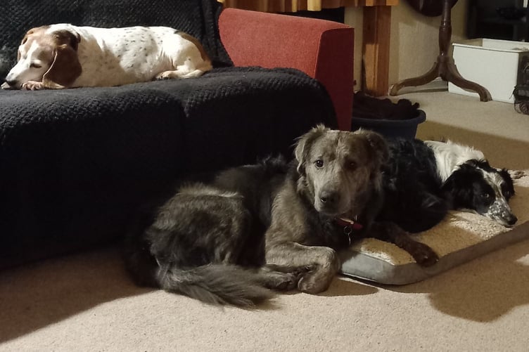 Charlie in his new home