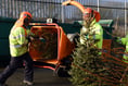 Pembrokeshire Council introducing Christmas tree collection charges