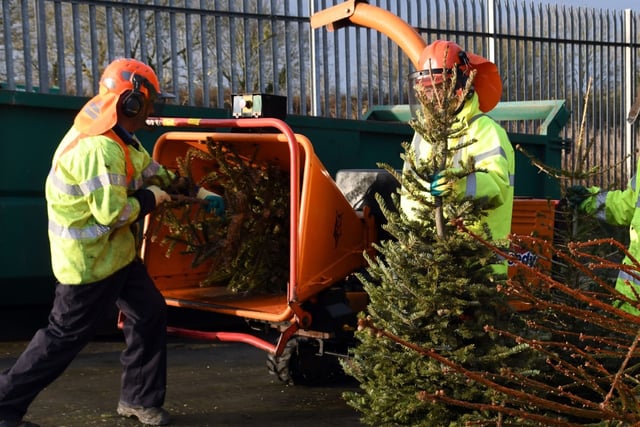 Pembrokeshire Council introducing Christmas tree collection charges