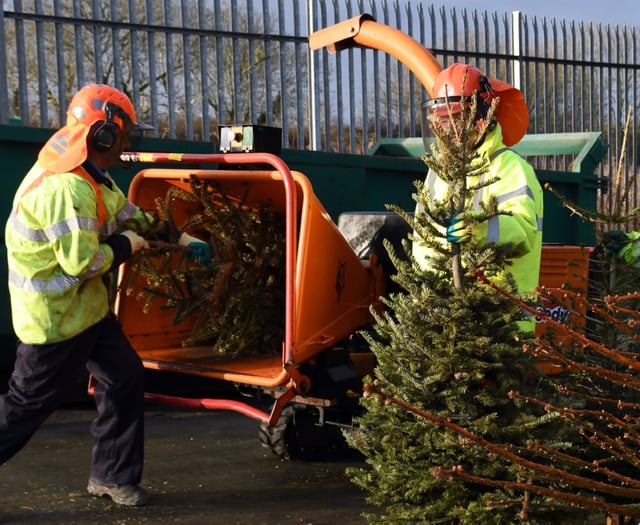 Pembrokeshire Council introducing Christmas tree collection charges