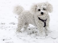 Keep your dogs safe and warm when the weather turns icy