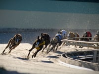 RSPCA hails ‘huge moment’ as Welsh Govt back ending greyhound racing