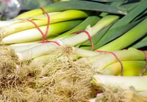 Activity Corner: Tenby Museum presents St David’s Lovely Leek Day