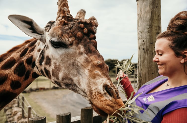 Folly Farm giraffe feeding