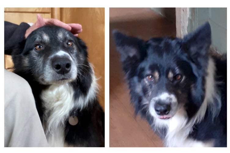 Lost Collie Tali