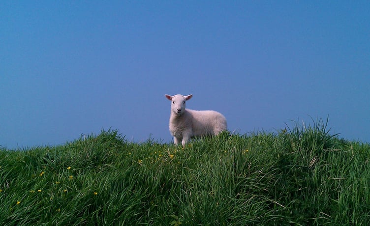 Small lamb standing on the top of a hill, taken in Pembrokeshire, Wales, United Kingdom.
