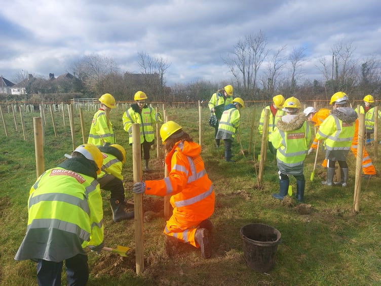 School children planting trees as part of the A40 improvements scheme