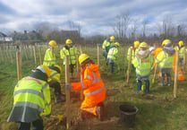 Schools tree planting success on the A40 Improvements Scheme