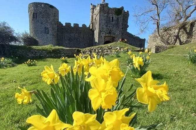Beautiful daffodils in front of Manorbier Castle