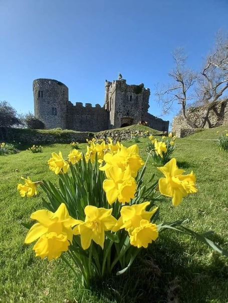 Beautiful daffodils in front of Manorbier Castle